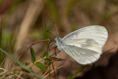 David Plant Photography - Wildlife Photography - Wood white - C